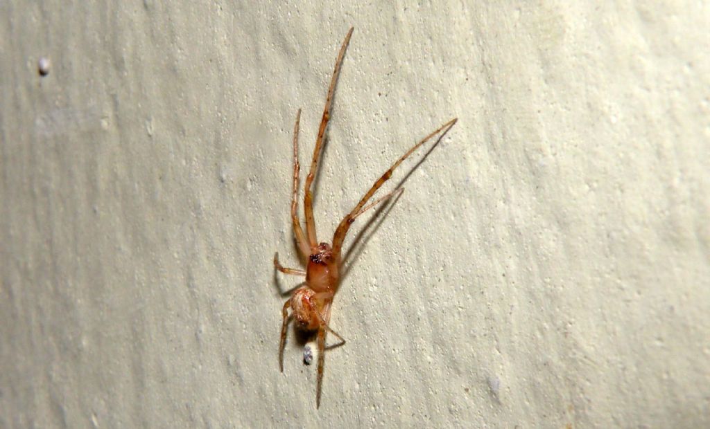 Tetragnathidae?